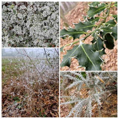 11 IMG-20250124-WA0008