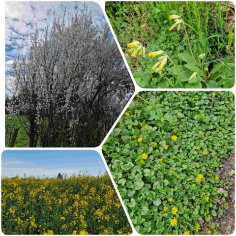 8 InCollage_20250404_094147365 site