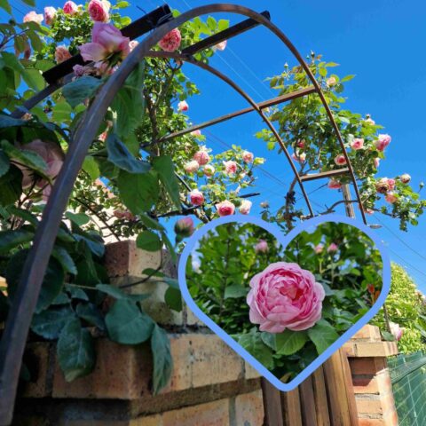 7 InCollage_20250515_221336125 site