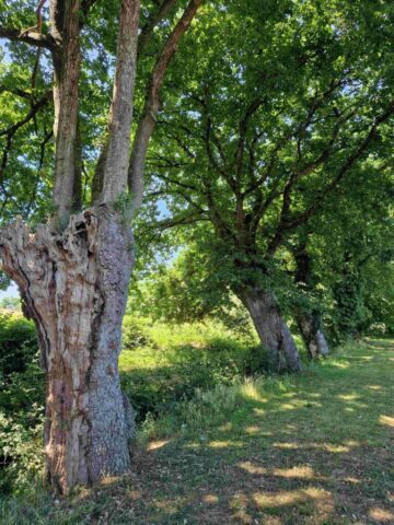 4 20250616_145845 site