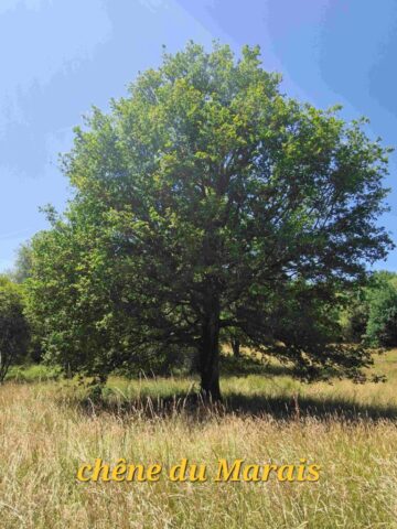 5 20250616_152715 site