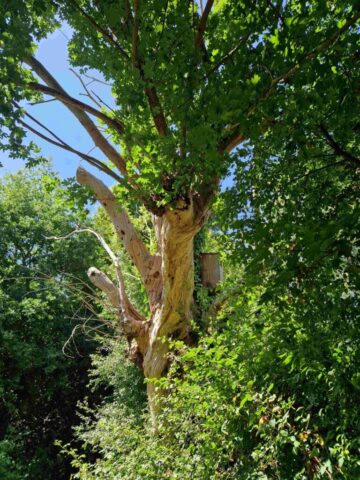 7 20250616_155033 site