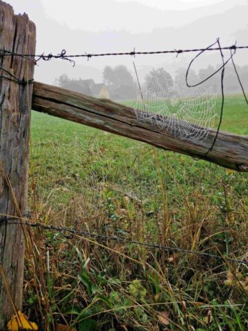 20250918_100500 site 4